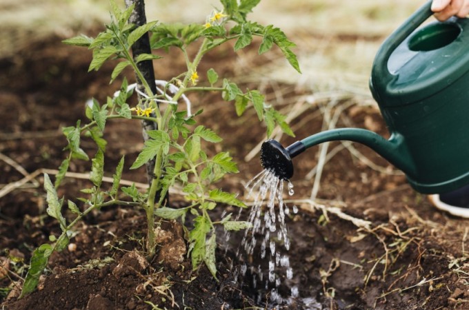 Saiba o que cultivar na safra de agosto