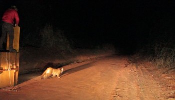 onca-parda-invade-residencia-e-capturada-e-devolvida-a-natureza