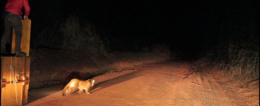 onca-parda-invade-residencia-e-capturada-e-devolvida-a-natureza