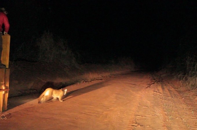 Ona-parda invade residncia,  capturada, e devolvida  natureza 