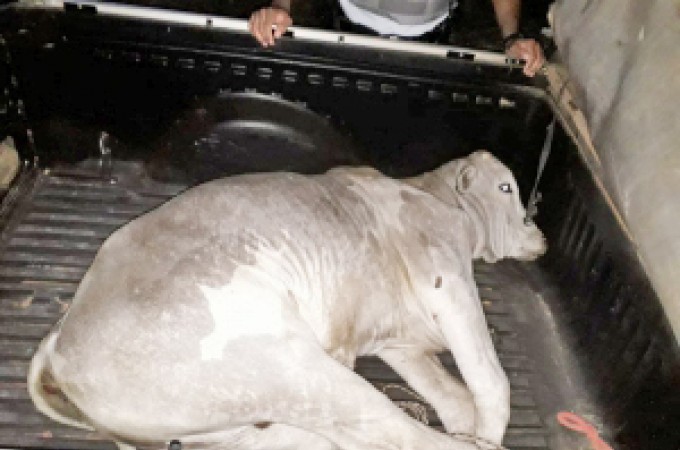 PM prende quatro da mesma fam�lia por furto de gado