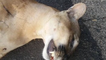 mais-uma-onca-parda-e-morta-em-rodovia-na-regiao-de-bauru