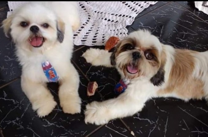 Tabatinga: Cachorro � morto com tijolada ap�s discuss�o 