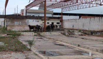 policia-recupera-gado-furtados-de-propriedade-rural-em-aracatuba