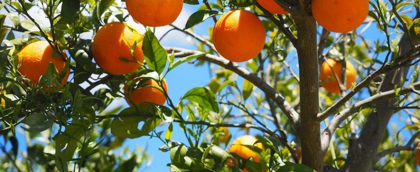 citricultores-pedem-indenizacao-contra-industrias-de-suco