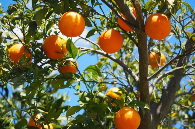 Citricultores pedem indenizao contra indstrias de suco