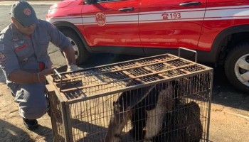 bombeiros-capturaram-tamandua-bandeira-em-itapolis