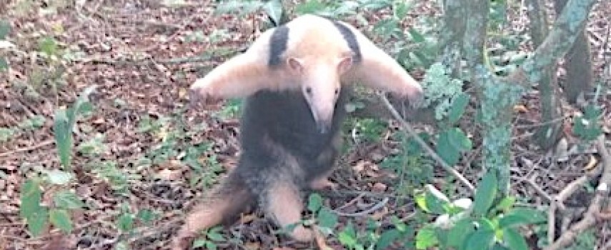 bombeiros-resgataram-tamandua-no-jd.-angelo-de-rosa