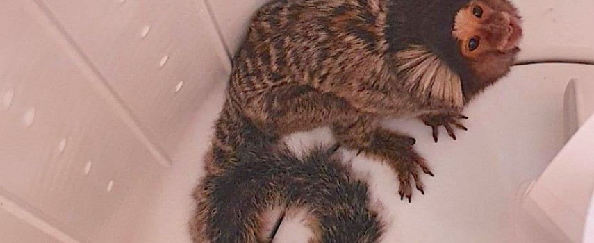 botucatu-sagui-de-tufos-brancos-e-resgatado-em-maquina-de-lavar