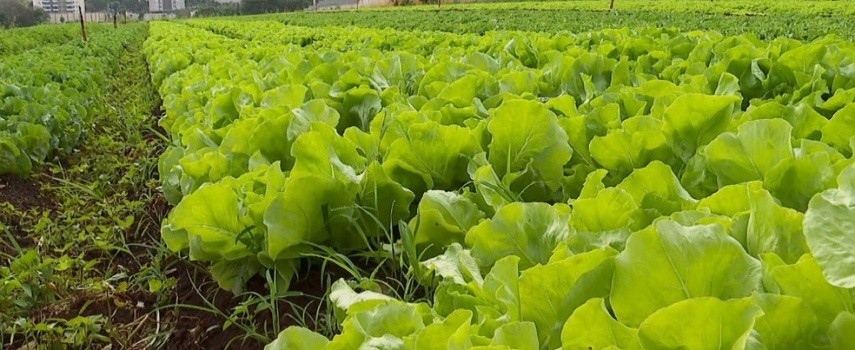 hortalicas-dolar-seca-e-covid-19-aumentaram-prejuizos-do-produtor