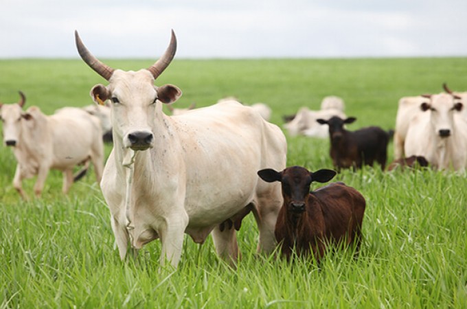  Vacinao de Febre Aftosa foi prorrogada