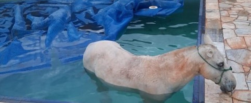ibitinga-cavalo-entra-em-piscina-e-e-resgatado-pelos-bombeiros