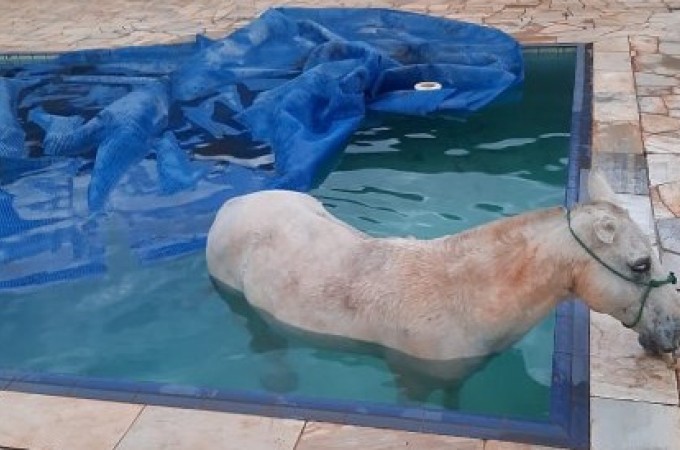 Ibitinga: Cavalo entra em piscina e  resgatado pelos bombeiros