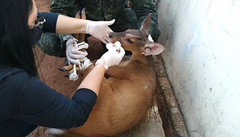 policia-ambiental-resgata-veado-encontrado-dentro-de-casa-em-iacri