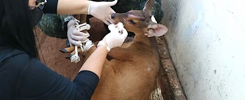 policia-ambiental-resgata-veado-encontrado-dentro-de-casa-em-iacri