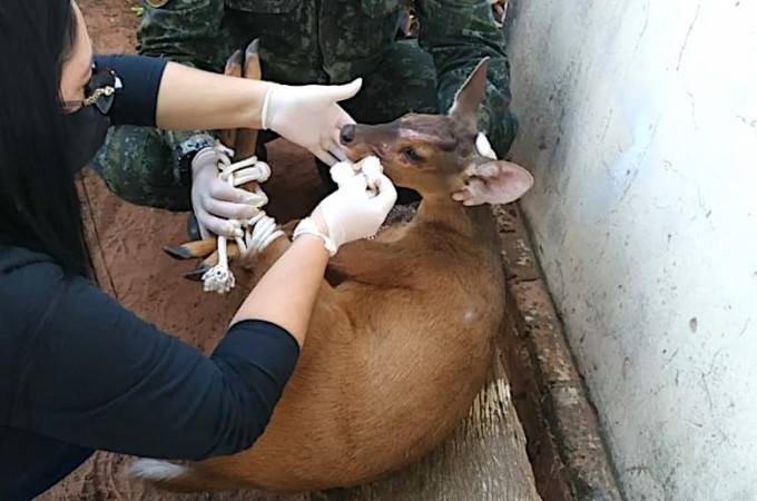Polcia Ambiental resgata veado encontrado dentro de casa em Iacri