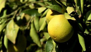 laranja-falta-de-chuva-prejudica-producao-queda-de-25-na-producao