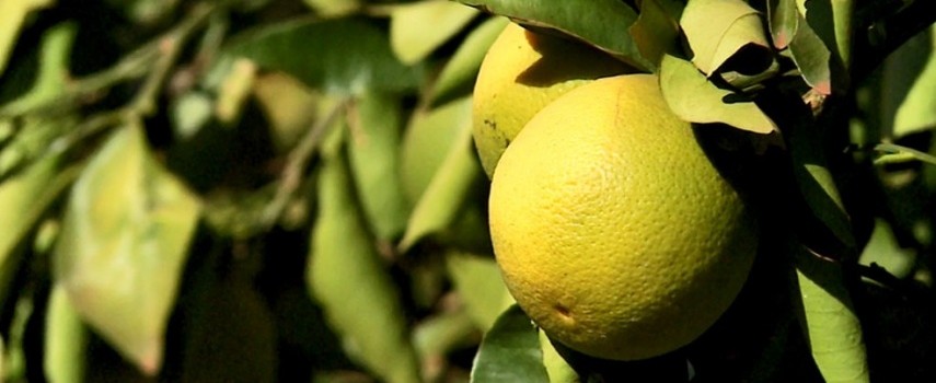 laranja-falta-de-chuva-prejudica-producao-queda-de-25-na-producao