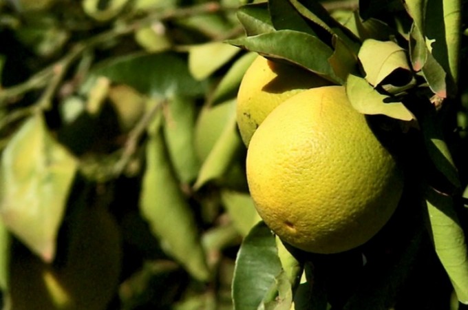 Laranja: Falta de chuva prejudica produo; queda de 25% na produo