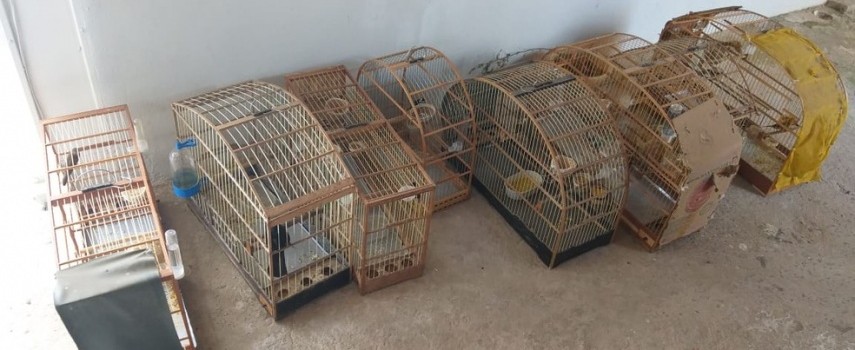 policia-ambiental-recupera-19-aves-nativas-em-sao-jose-do-rio-pardo