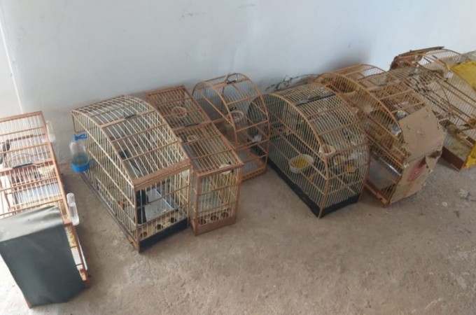 Pol�cia Ambiental recupera 19 aves nativas em S�o Jos� do Rio Pardo 