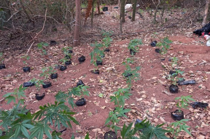 Ibitinga: Den�ncia An�nima leva PM desarticular planta��o de Maconha
