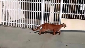 onca-parda-e-resgatada-de-bairro-em-cerqueira-cesar