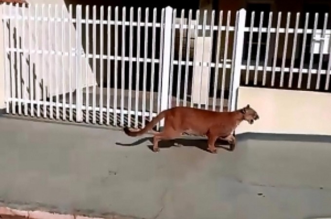 Ona-parda  resgatada de bairro em Cerqueira Csar