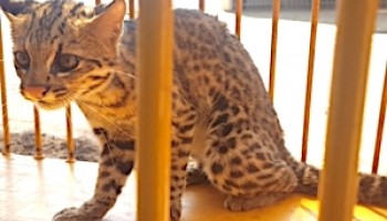 jau-jaguatirica-invadiu-residencia-e-foi-devolvida-para-a-natureza
