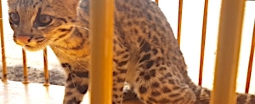jau-jaguatirica-invadiu-residencia-e-foi-devolvida-para-a-natureza