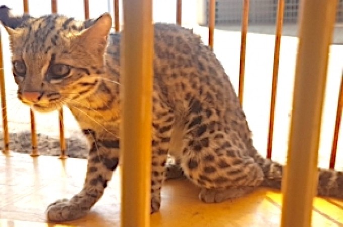 Ja: Jaguatirica invadiu residncia e foi devolvida para a natureza