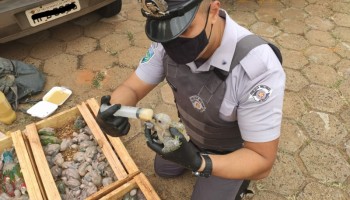 pm-ambiental-multa-em-rs-13-milhao-pessoas-com-aves-silvestres