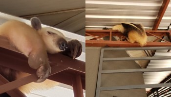 tamandua-e-flagrado-em-telhado-de-posto-de-combustiveis-em-marilia