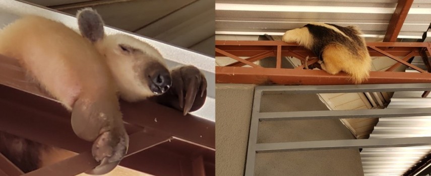 tamandua-e-flagrado-em-telhado-de-posto-de-combustiveis-em-marilia