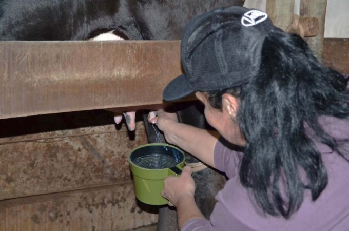 Sindicato Rural comemora o Dia Nacional da Pecuria 