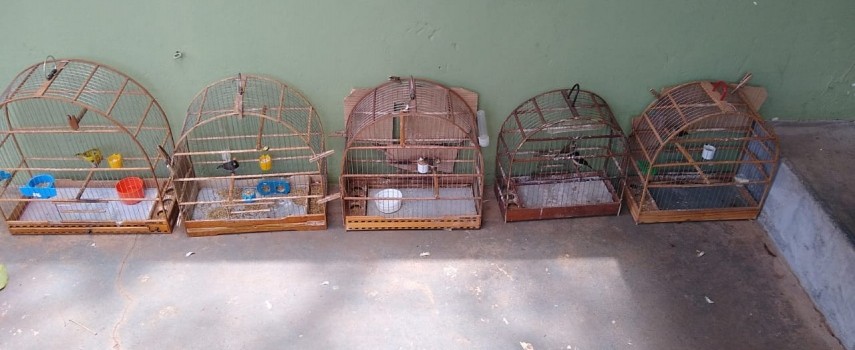 ibitinga-pm-ambiental-aplica-multa-de-45-mil-por-aves-silvestres