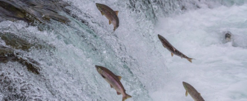 piracema-comecou-dia-1o-e-segue-ate-28-de-fevereiro