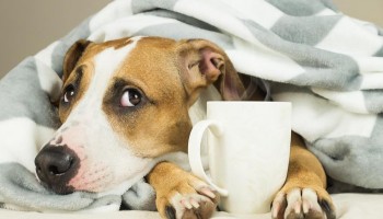 frente-fria-chegando-como-preparar-a-casa-para-caes-e-gatos
