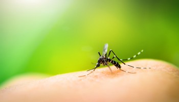 casos-de-dengue-chikungunya-e-de-zika-virus-podem-ser-evitados