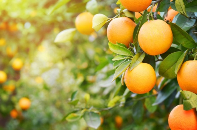 Vitamina C pode ser usada contra Coronavrus